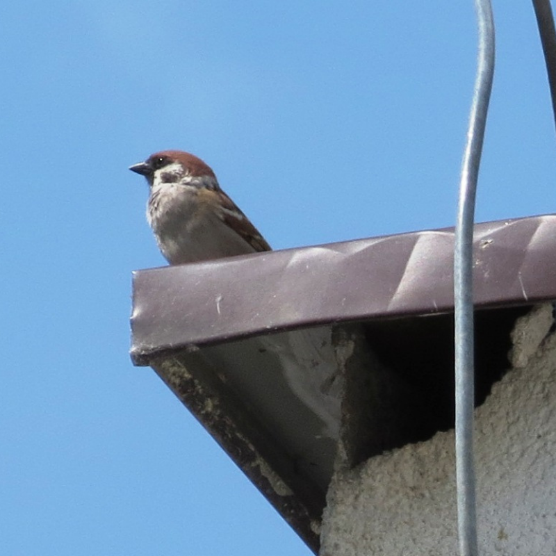 ekspertyzy przyrodnicze śląsk zdjęcia do ekspertyzy