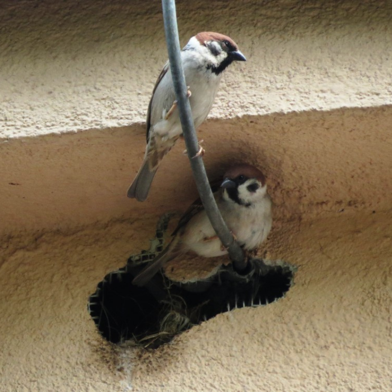 Ekspertyzy przyrodnicze śląsk