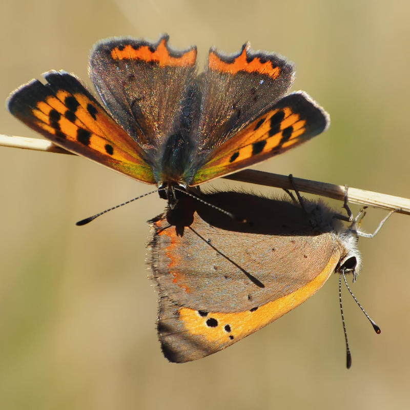Ekspertyzy przyrodnicze śląsk zdjęcie motyla