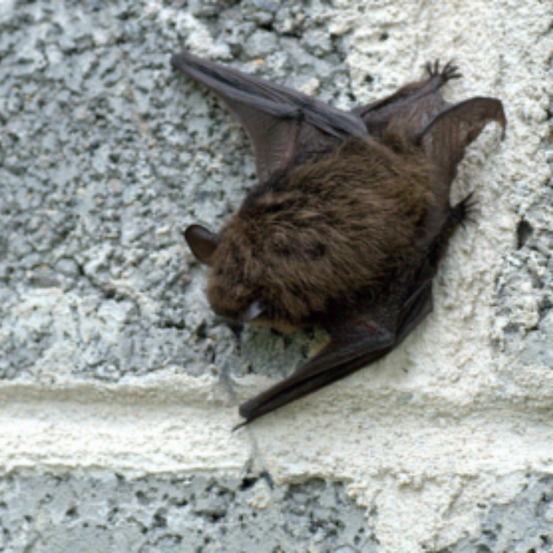 zdjęcie z ekspertyzy przyrodniczej przedstawiające nietoperza