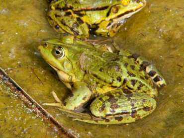 obserwacje płazów gadów